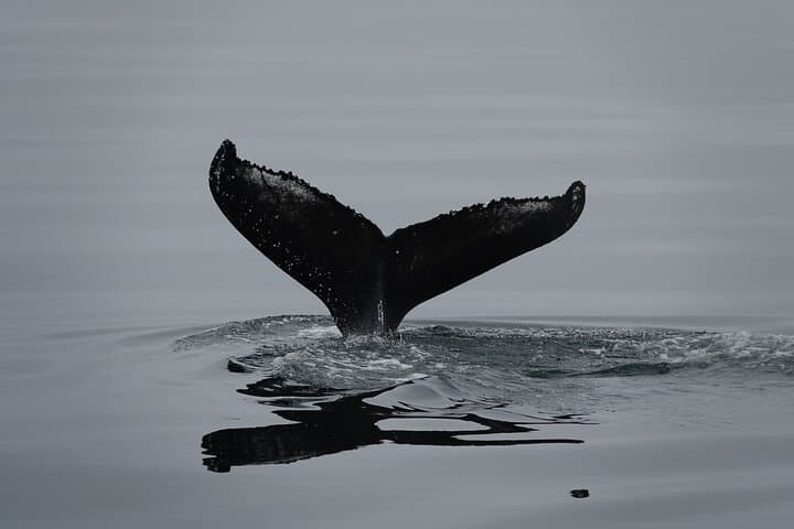 Reykjavík Bay Arctic Rose Whale Watching Excursion