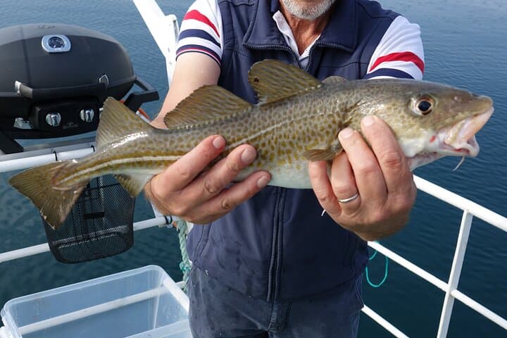 Reykjavik's Finest Catch: Guided Sea Angling Tour for All Levels