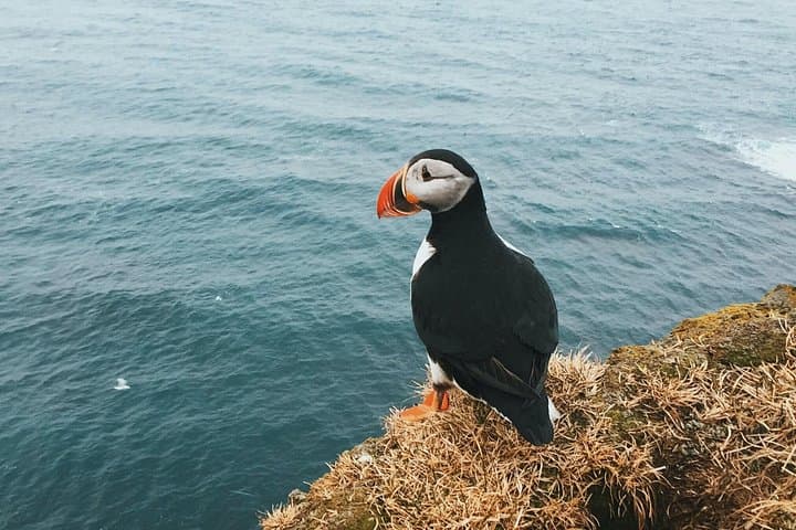Private Westman Islands with Puffins and Belugas (Lunch included)