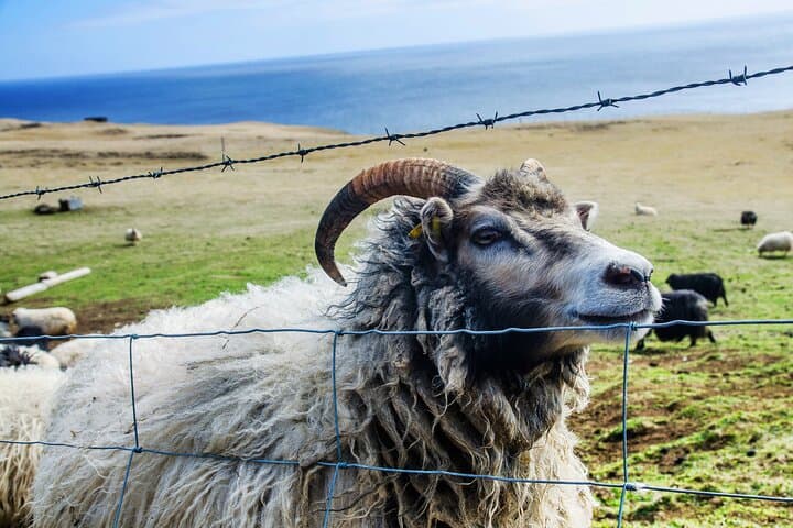 Full Day Private Westman Island Tour from Reykjavik