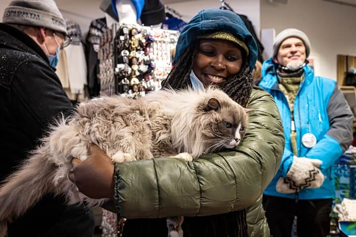 One of the many cats you will get to know during our Private Reykjavik Catwalk
