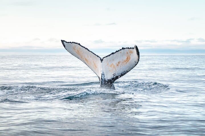 Humpback whale diving