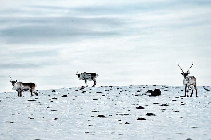 Premium Ice Cave Tour Vatnajokull Iceland
