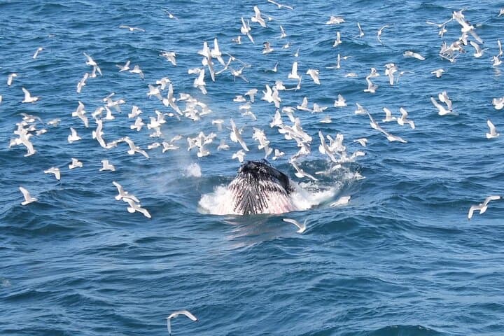 Witness the thrilling moment when a humpback whale breaks through a sea of seabirds to feed.