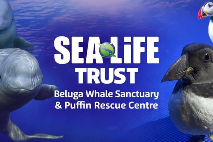 Private Westman Islands with Puffins and Belugas (Lunch included)