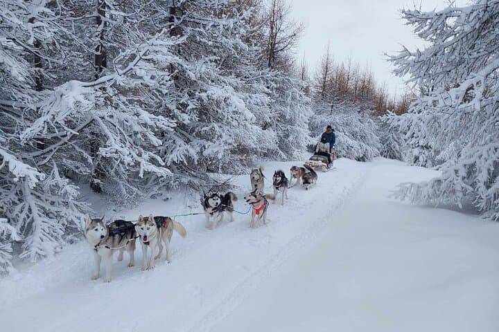 Dog Sledding Tour near Akureyri