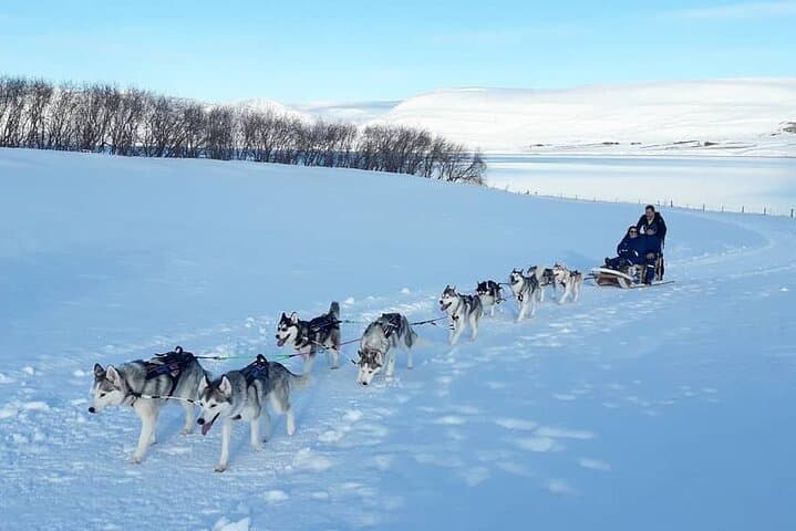 Private Dog Sledding in Akureyri