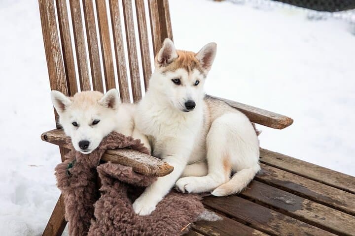 Private Dog Sledding in Akureyri