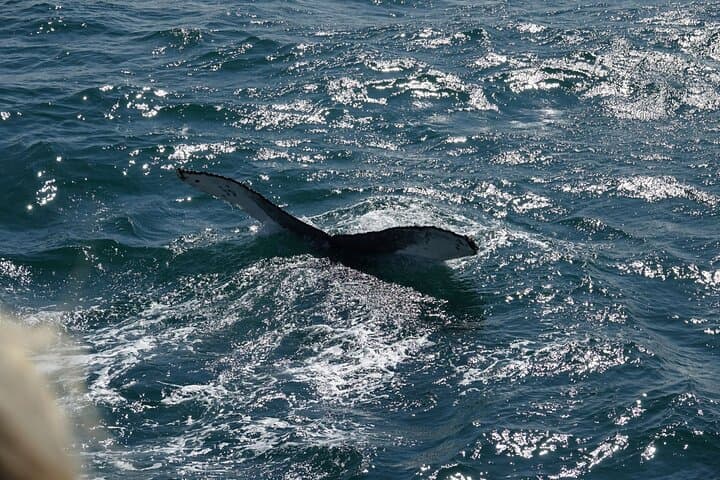 Whale Watching Cruise on a Yacht in Reykjavik
