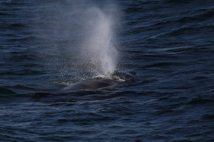 Catch the powerful spray of a whale’s blow as it surfaces in the deep blue waters near Reykjavík.