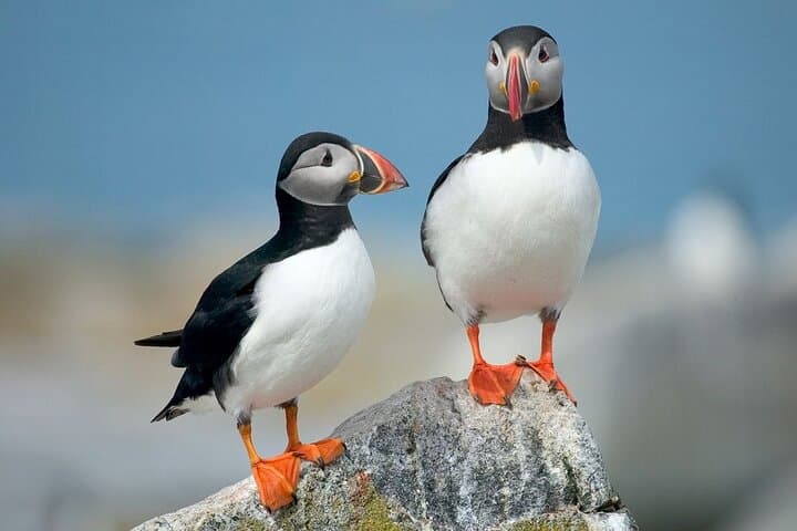 Puffins and Pirates ATV Tour