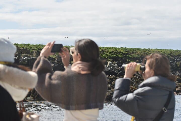 Classic Puffin Watching Cruise from Downtown Reykjavík