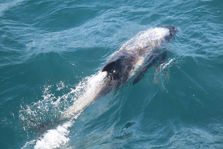 Watch a humpback whale glide gracefully near the boat, revealing its sleek body beneath the clear waters of Faxaflói Bay.