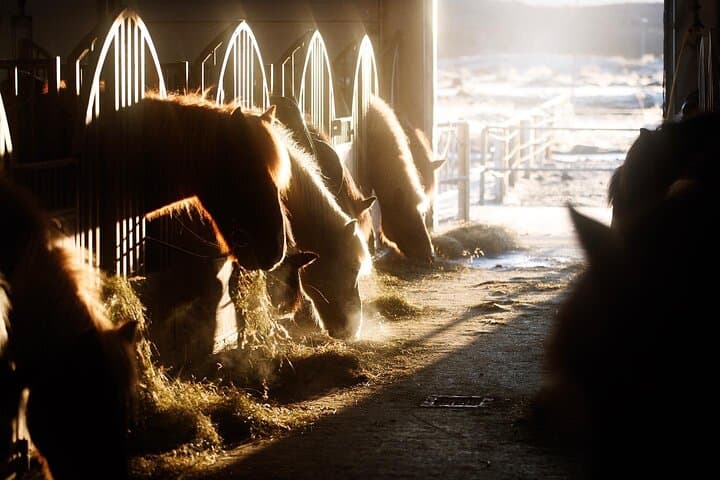 Icelandic Horseback Riding Tour with Pickup Option from Reykjavik