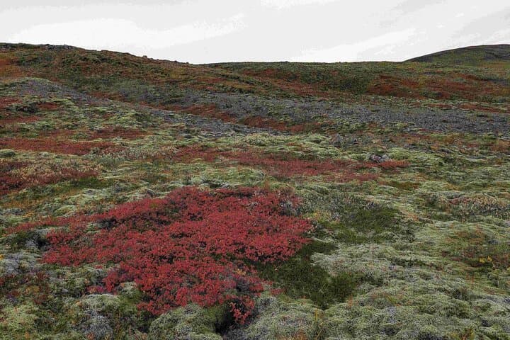 Colourful berries and moss