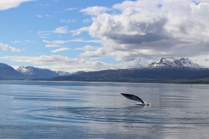 Jumping Whale
Add p