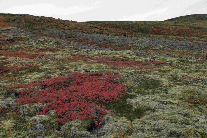 Colourful berries and moss