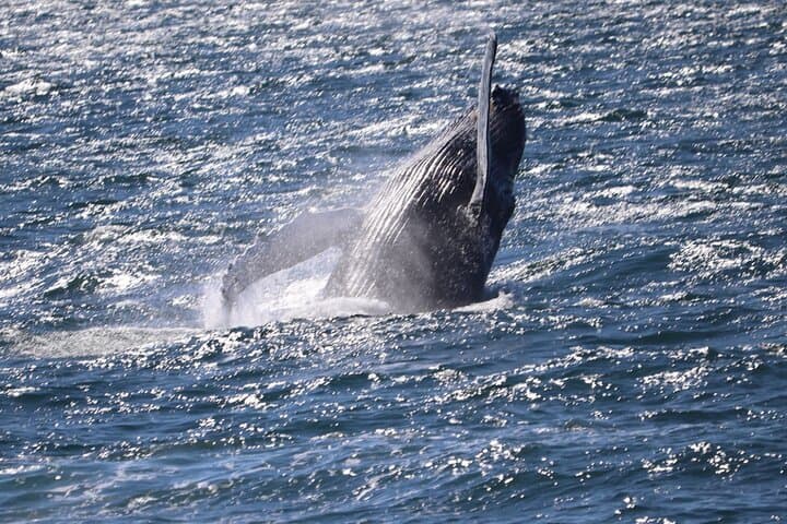Experience the thrill of seeing a humpback whale breach the surface during your Reykjavík Whale Watching tour.