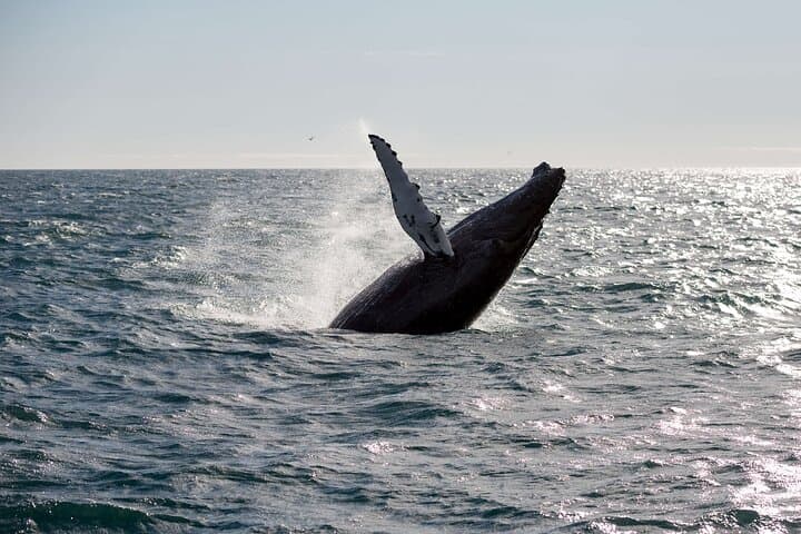 Marvel at the power and grace of a humpback whale as it leaps from the waters of Faxaflói Bay.