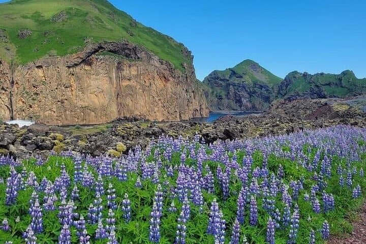 Vestmannaeyjar Westman Islands Private Tour