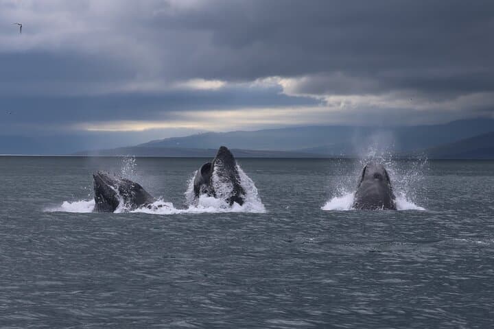 Classic Whale Watching from Dalvík Near Akureyri north Iceland
