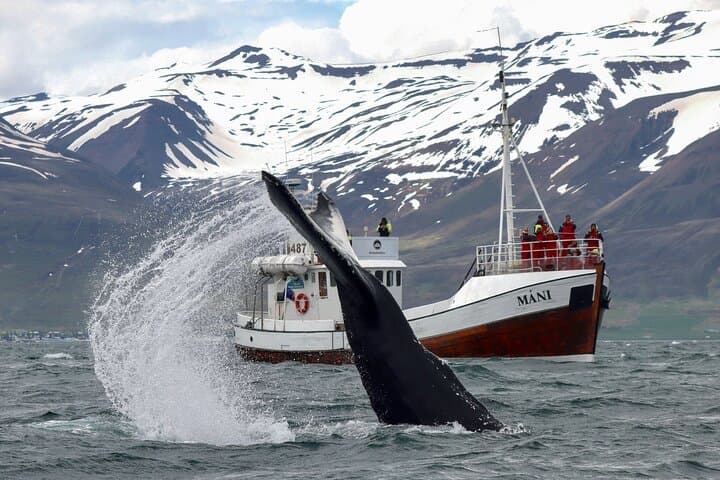 Classic Whale Watching from Dalvík Near Akureyri north Iceland