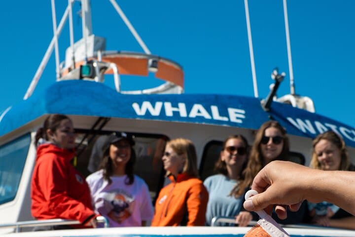 Start your adventure with Reykjavik Sailors and set sail to meet Iceland’s gentle giants in their natural habitat.