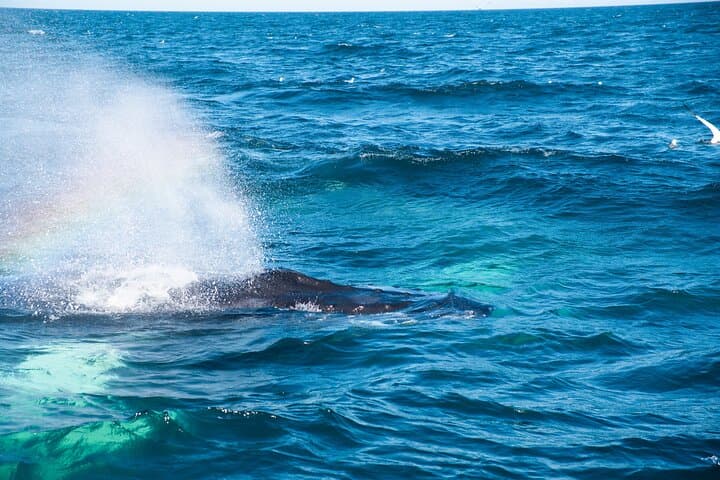 Catch a glimpse of a whale surfacing near your boat — an awe-inspiring encounter on your Reykjavík Whale Watching tour.