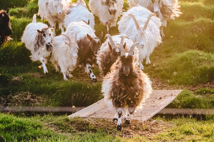 Goat Walk