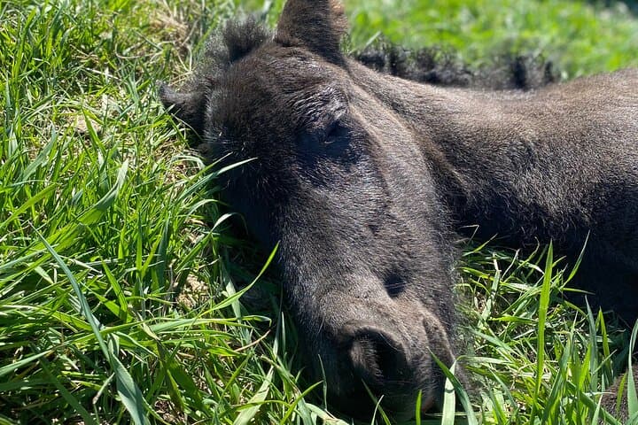 Sleeping foal