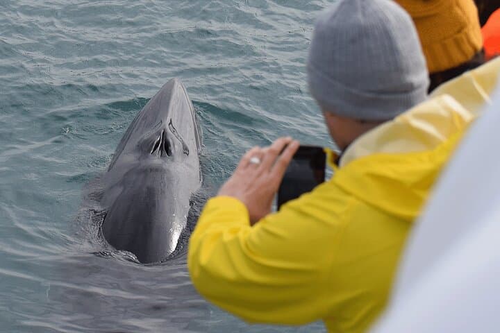 Curious Minke Whale