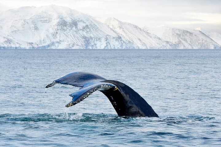 Húsavík: Family-Run Whale Watching Tour