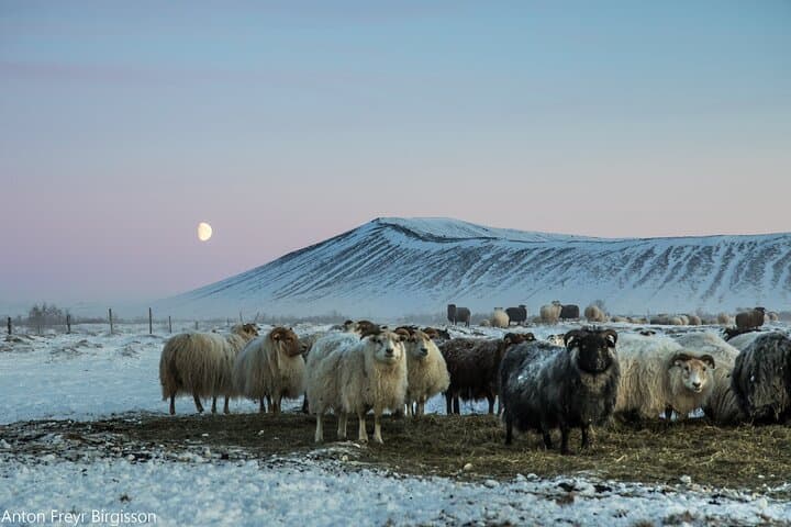 Icelandic Sheep by Hverfjall