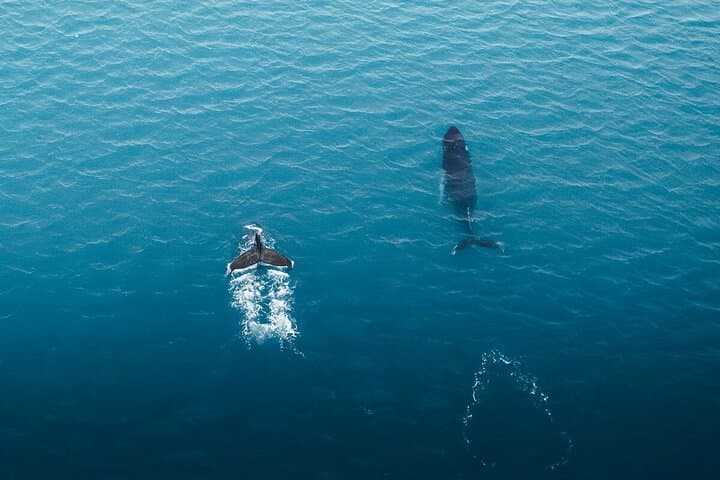 Reykjavik Shore Excursion: Whale-Watching Cruise
