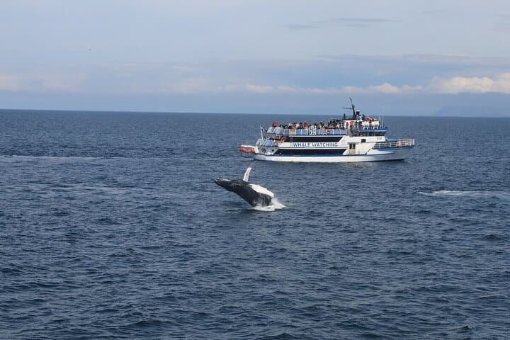 Reykjavik Shore Excursion: Whale-Watching Cruise