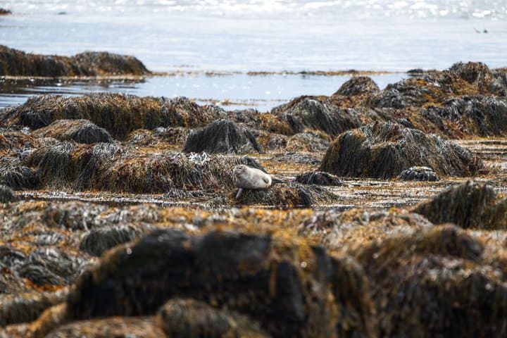 Seal Watching and Scenic Fjord Tour from Isafjordur Port