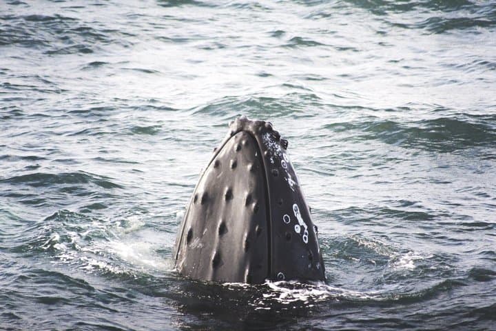 Whale Watching from Akureyri with Roundtrip Transfer