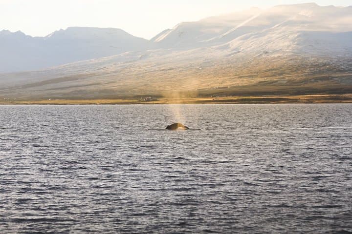 Whale Watching from Akureyri with Roundtrip Transfer