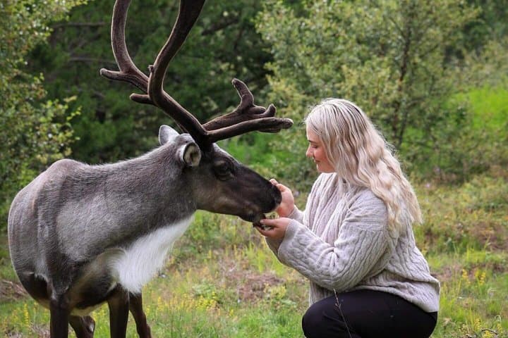 Seyðisfjörður: Puffins, Reindeer & Eastfjords Tour