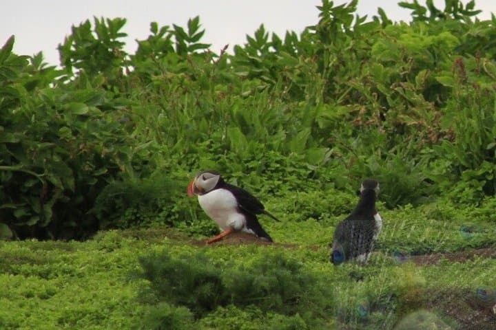 Puffin Express 1-Hour Close Encounter from Reykjavik