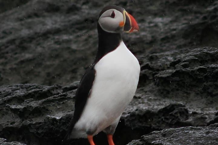 Puffin Express 1-Hour Close Encounter from Reykjavik