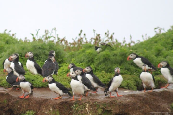 Puffin Express 1-Hour Close Encounter from Reykjavik