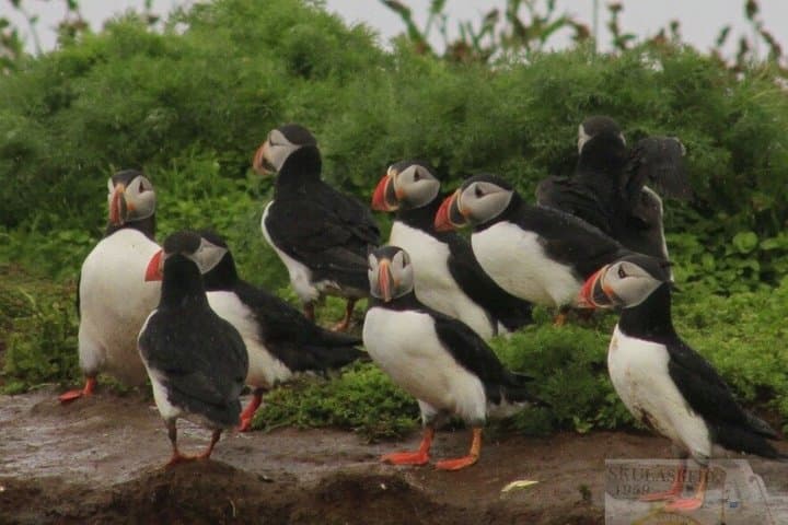Puffin Express 1-Hour Close Encounter from Reykjavik