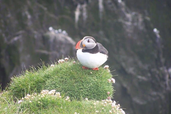 Puffin Express 1-Hour Close Encounter from Reykjavik