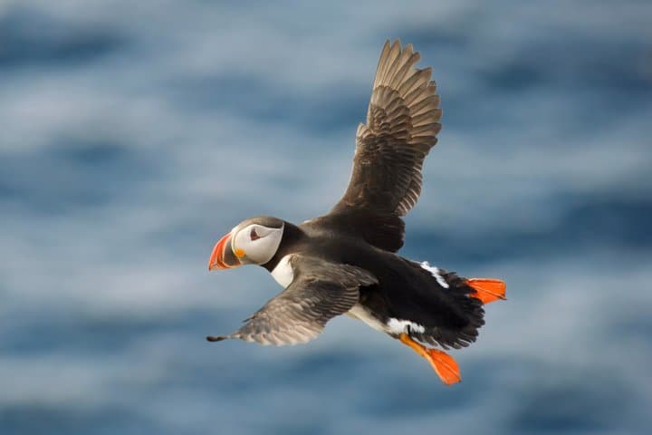 Whale Watching and Puffin Tour from Hauganes