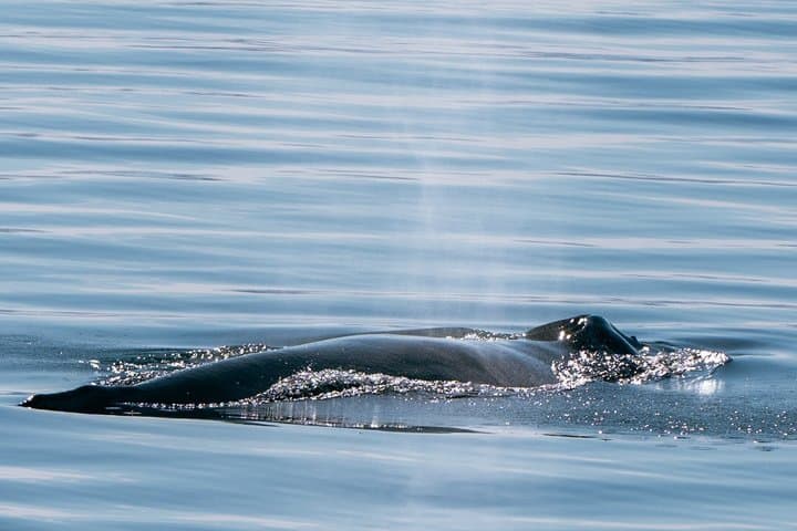 Whale Watching and Puffin Tour from Hauganes