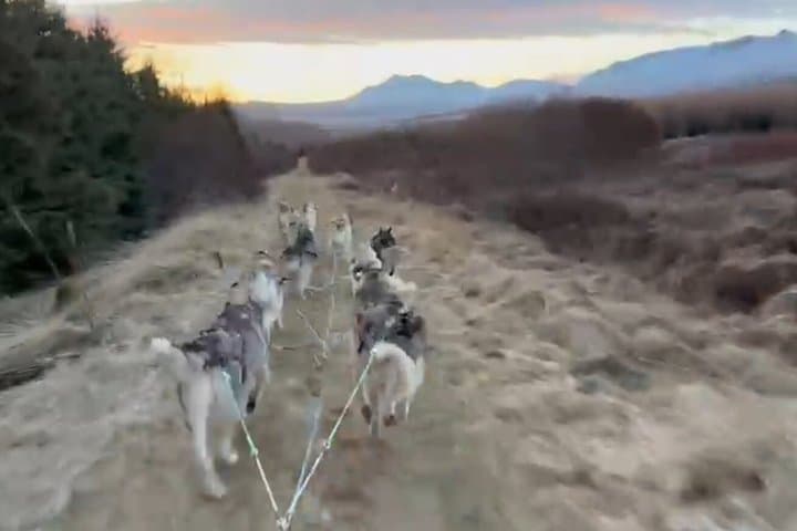 Dog cart-ride in Akureyri