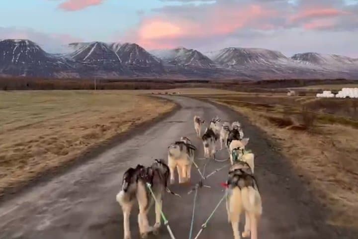 Dog cart-ride in Akureyri