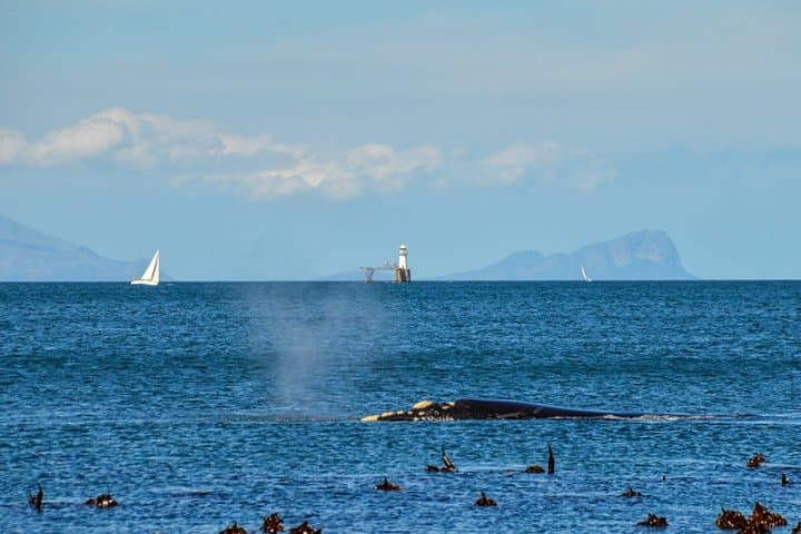 Private Shore Tour: Best Value Whale Watching from Reykjavik
