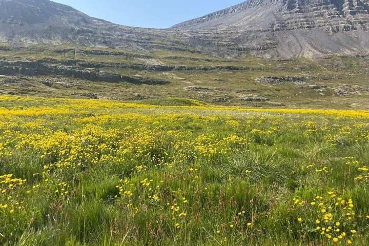 Experience Dynjandi and Icelandic horses from Ísafjörður in German